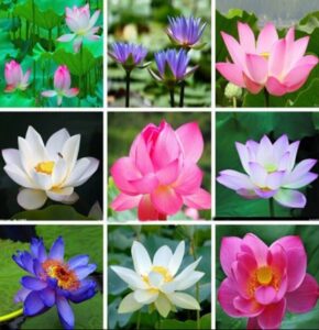 1542664592Lotus Seed