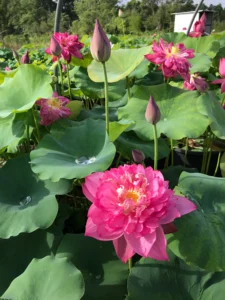 Chinese_Red_Shaoshan_2771