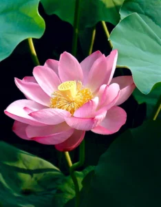 sacred_lotus